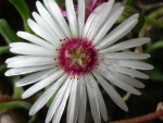 Белый цветок доротеантуса