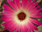 Цветок доротеантуса
