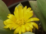 Цветок швантезии (Schwantesia aff. triebneri)